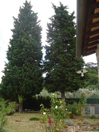 I due cipressi