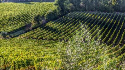 Il Chianti fiorentino: Eventi e spunti per una gita dal B&B I Due Cipressi
