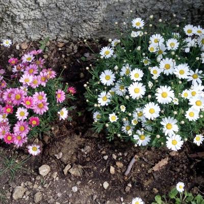 I Due Cipressi B&B a Firenze Sud - Il giardino