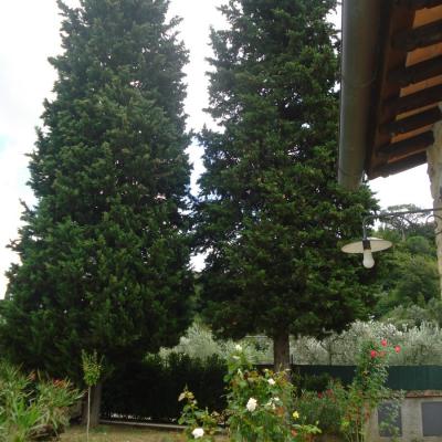 I Due Cipressi B&B a Firenze Sud - Il Giardino, I due cipressi che danno il nome al casale