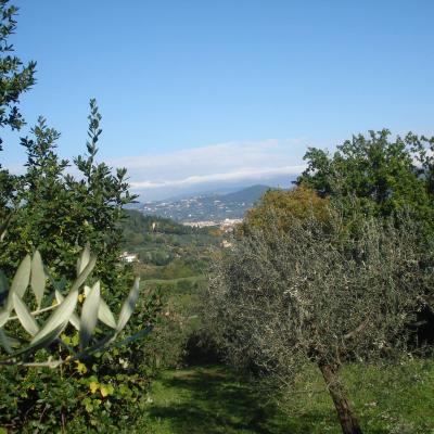 I Due Cipressi B&B a Firenze Sud - Vista tra gli olivi del giardino