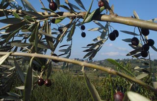 Le Colline di Firenze